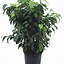 Image result for Indoor Fig Tree