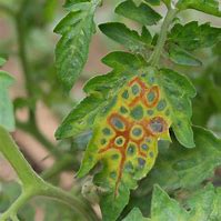 Image result for Septoria Leaf Spot