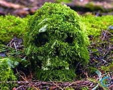 Image result for Moss-Covered Skeleton