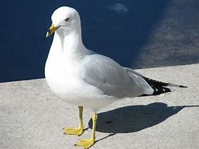 Image result for Stumpy Sea Gull