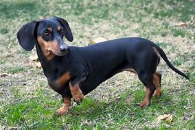 Image result for Big Dachshund