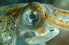 Image result for Prespective Eye Fish