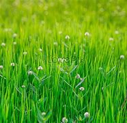 Image result for Foto Rumput Hijau