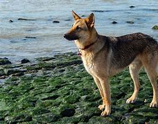 Image result for Canis Familiaris