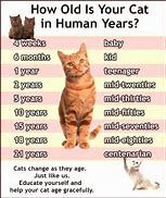 Image result for Cat Teen Years