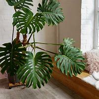 Image result for Cây Monstera