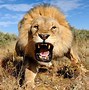 Image result for Big Lion Roaring