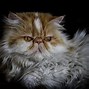 Image result for Cat with a Flat Face