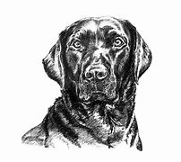 Image result for Black Lab Illustration