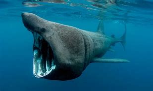 Image result for Fotos De Tiburones