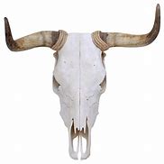 Image result for Buck Skull