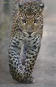 Image result for Java Leopard