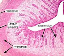 Image result for Uterus Layers Histology