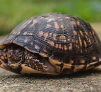 Image result for Turtle Sleeping