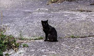 Image result for Stray Black Cat Trash