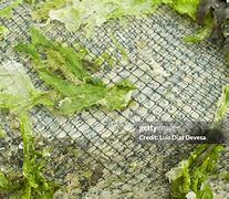 Image result for Abandoned Fishing Nets