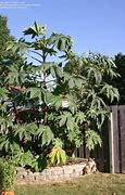 Image result for Castor Bean Plant Flowers