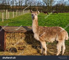 Image result for Llama Jaw