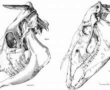 Image result for Rodent Bone Identification Chart