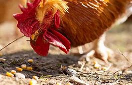 Image result for Animals Eating Corn