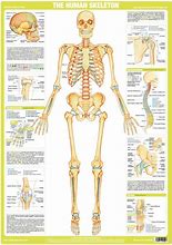 Image result for Osteon Anatomy Poster