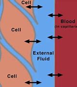 Image result for Blood Fluid