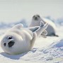 Image result for Fat Harp Seal Pup