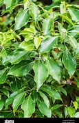 Image result for Camphor Tree New Leaves