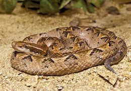 Image result for Venomous Pit Viper