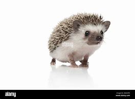 Image result for White Baby Hedgehog