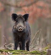 Image result for Baby Hog