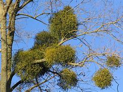 Image result for Mistletoe Plant