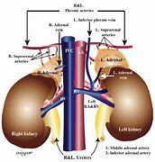 Image result for Adrenal Physiology