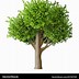 Image result for Family Tree with Leaves