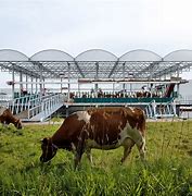 Image result for Cows On the Farm