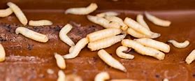 Image result for Maggots in Kitchen