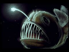 Image result for Angler Fish Teeth