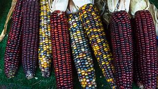 Image result for Corn Dukot