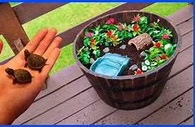 Image result for Baby Box Turtle Habitat