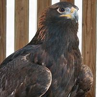 Image result for zeus eagle