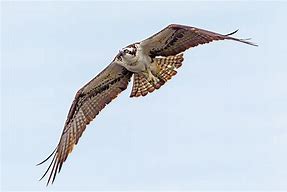 Image result for Adult Osprey Flight