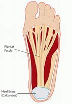 Image result for Mechanics of Plantar Fascia