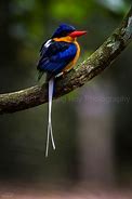 Image result for Paradise Kingfisher