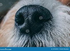 Image result for Dog Nose Close Up