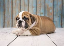 Image result for Old Victorian Bulldog