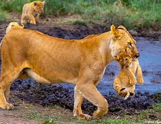 Image result for Mother and Father Lion Protecting Cub