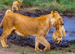 Image result for Lion Protecting Cub