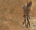 Image result for Serval Cat Laying Down