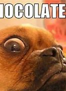 Image result for Eating Chocolate Meme