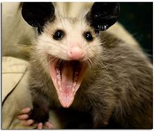 Image result for Possum Tongue